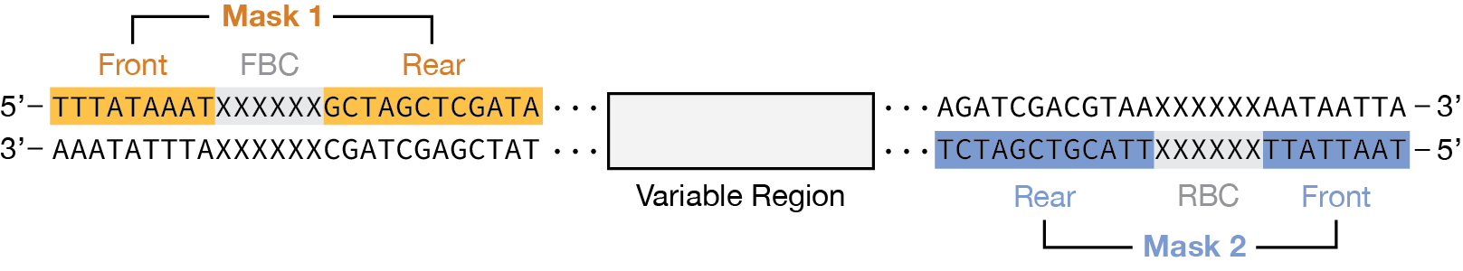 Read diagram showing Dorado mask locations