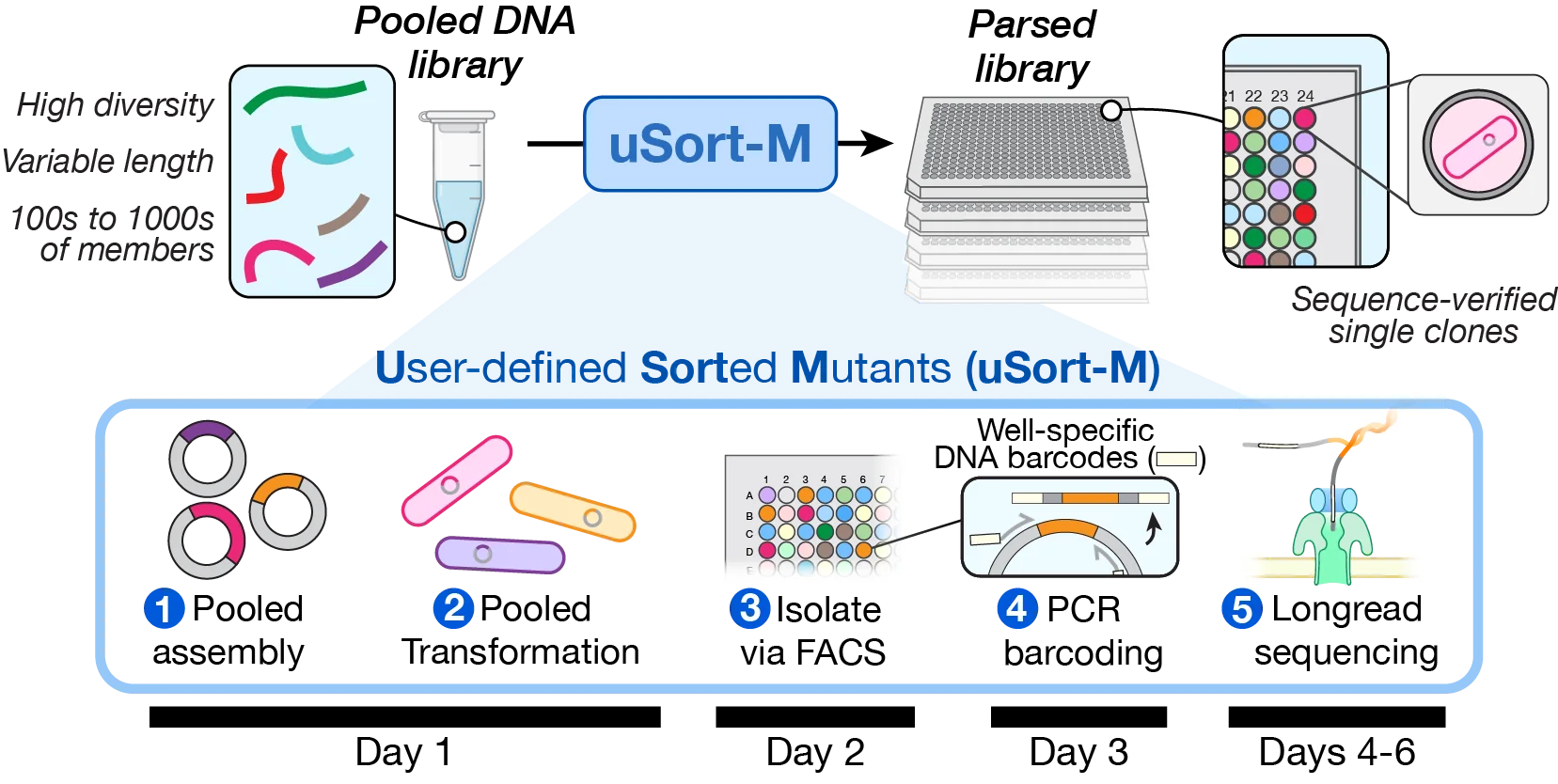 uSort-M workflow: pooled library to FACS sorting to barcoding to sequencing to arrayed clones